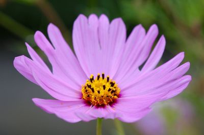 Macro shot of purple flower