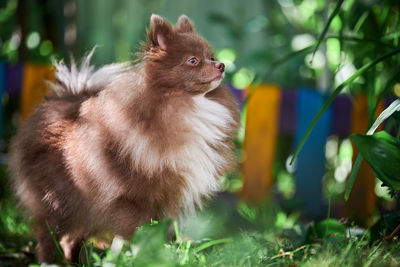 Close-up of an animal on field