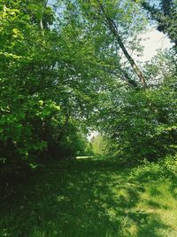 View of trees in forest