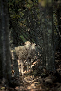 Portrait of sheep standing amidst trees in forest