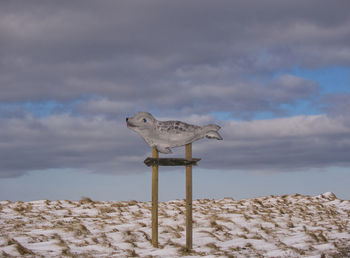 Seagull on snow covered landscape against sky