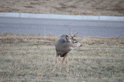 Deer in a field