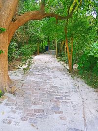 Footpath amidst trees