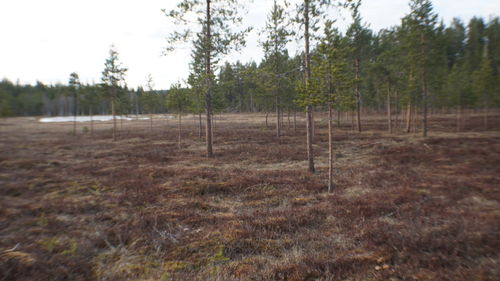 Trees on field against sky