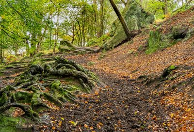 Scenic view of forest