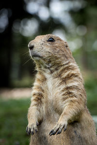 Close-up of meerkat on field