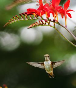 Close-up of bird flying