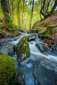 Stream flowing through the forest in autumn