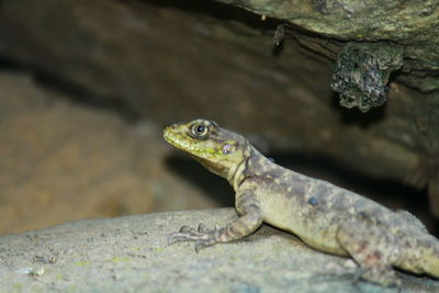 Close-up of lizard