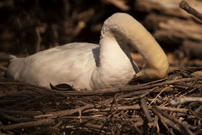 Close-up of swan in nest