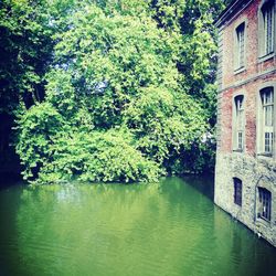 Trees and plants by canal against building