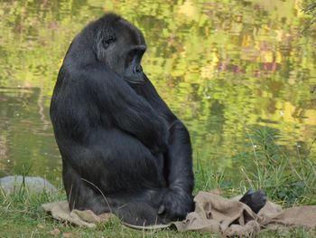 Close-up of black sitting outdoors