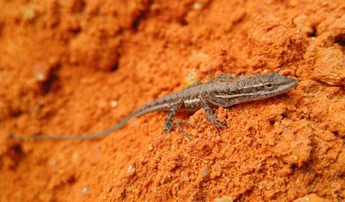 Desert lizard