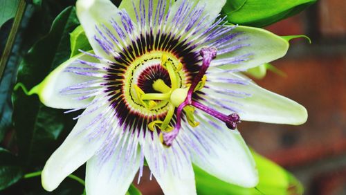 Close-up of passion flower