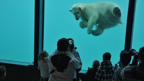 People looking at polar bear at diergaarde blijdorp
