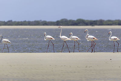 Flock of seagulls on beach