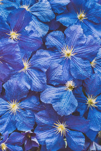 Full frame shot of purple flowering plant