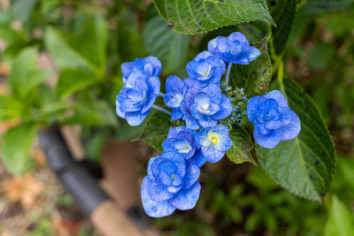 Close-up of purple flowering plant