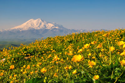 Yellow flowering plants on field against sky