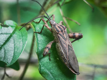 Close-up of insect on leaf