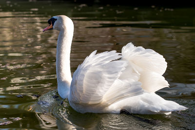 Swan swimming in lake