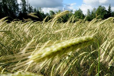 Scenic view of wheat field against sky