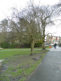 Bare trees along road