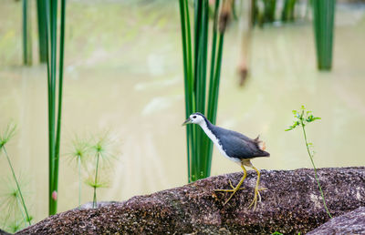 Close-up of bird perching on plant