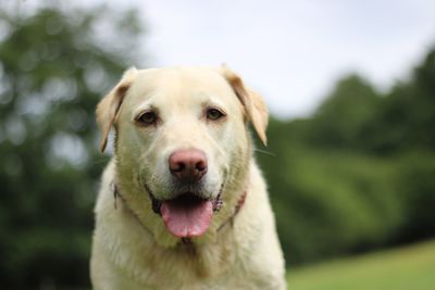 Close-up portrait of yellow labrador dog