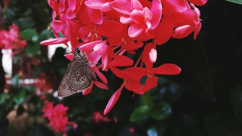 Close-up of insect on flower against blurred background