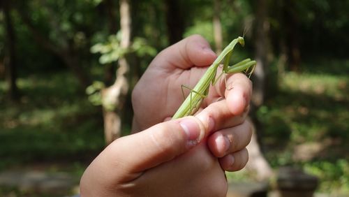 Close-up of hand holding leaf