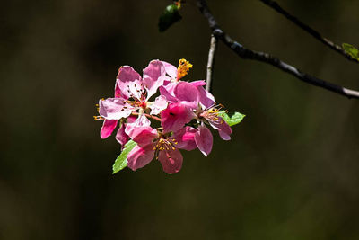 Close-up of pink flowers