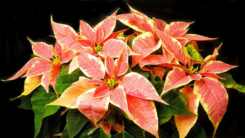 Close-up of red leaves on plant