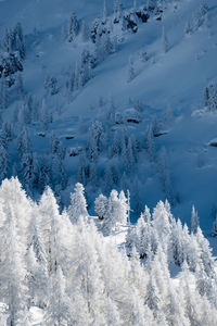 Snow capped trees in winter wonderland scene, salzburg, austria