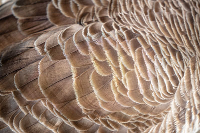 Close-up of peacock