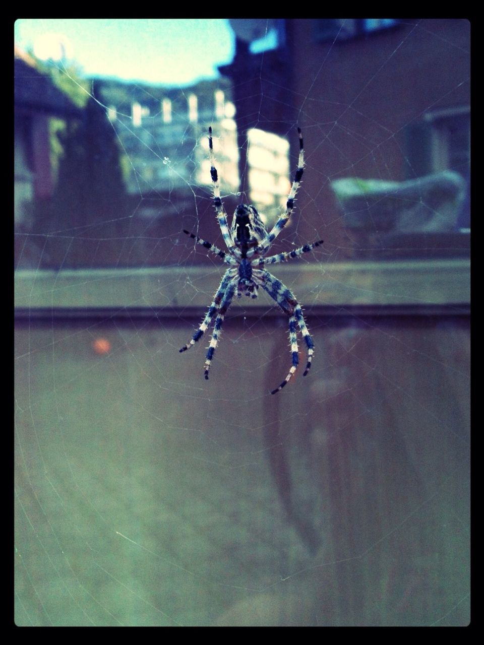 transfer print, water, auto post production filter, mode of transport, indoors, transportation, spider, animal themes, reflection, one animal, glass - material, illuminated, transparent, insect, animals in the wild, wildlife, waterfront, motion, window, no people