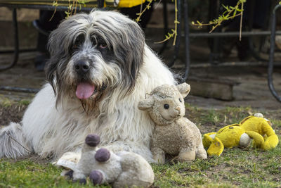 Close-up of a dog with toy