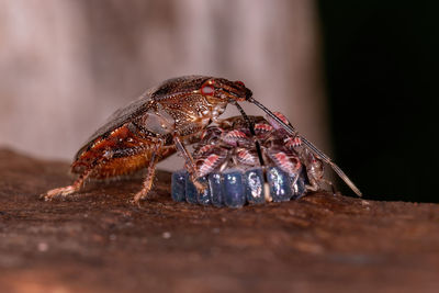 Close-up of insect on wood