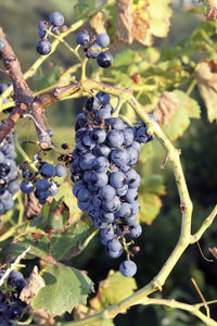 Close-up of grapes growing in vineyard