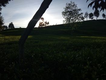 Trees on field against sky