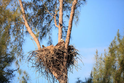 Low angle view of bird nest on tree against clear blue sky