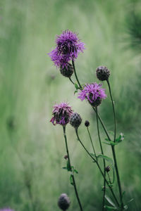 Close-up of purple flowering plant