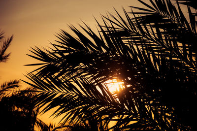 Low angle view of palm trees against sky during sunset