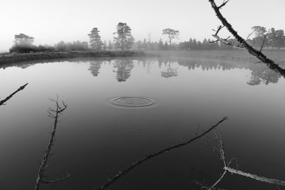 Reflection of trees in water