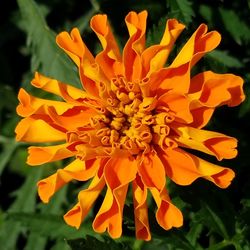 Close-up of orange marigold blooming outdoors