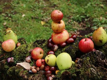 Close-up of apples on tree