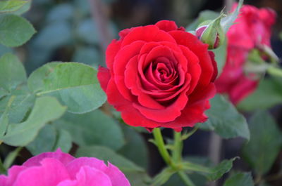 Close-up of pink rose