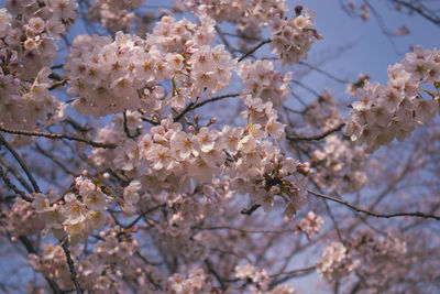 Low angle view of cherry blossoms in spring