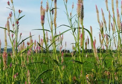 Close-up of plants growing on field against sky