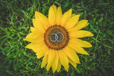 Close-up of yellow sunflower